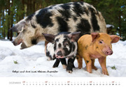 Schweine 2024 - Abbildung 12