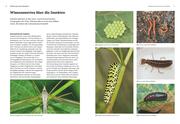 Das große BLV Handbuch Insekten - Illustrationen 2