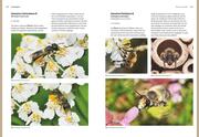 Das große BLV Handbuch Insekten - Illustrationen 4