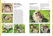 Das große BLV Handbuch Insekten - Illustrationen 5