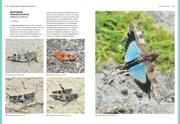 Das große BLV Handbuch Insekten - Illustrationen 6