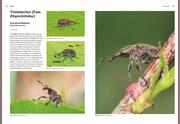 Das große BLV Handbuch Insekten - Abbildung 8
