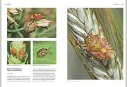 Das große BLV Handbuch Insekten - Illustrationen 7