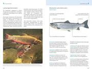 Fischerprüfung - Illustrationen 4