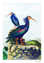 Vorzugsausgabe: Johann Friedrich Naumann - Die Vögel Mitteleuropas - Abbildung 1