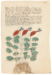 Das Voynich-Manuskript. The Voynich Manuscript. The Complete Edition - Illustrationen 4