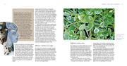 Pflanzengöttinnen und ihre Heilkräuter - Illustrationen 2