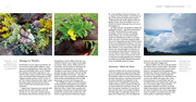 Pflanzengöttinnen und ihre Heilkräuter - Abbildung 3