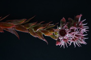 Wildblumen - Abbildung 2