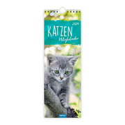 Katzen Notizkalender 2024 - Cover