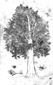 Begabte Bäume - Abbildung 1