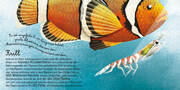 Das große Buch der Seetiere/Das kleine Buch der Seetiere - Abbildung 9