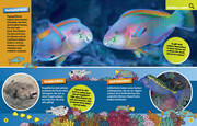 Ozean. Lernspaß mit spannenden Tiersuchen! Entdecke mehr als 250 Meeresbewohner in ihren Lebensräumen - Abbildung 3