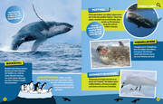 Ozean. Lernspaß mit spannenden Tiersuchen! Entdecke mehr als 250 Meeresbewohner in ihren Lebensräumen - Abbildung 6