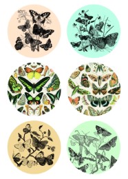 Natural History - Labels, Stickers & Tape - Abbildung 7