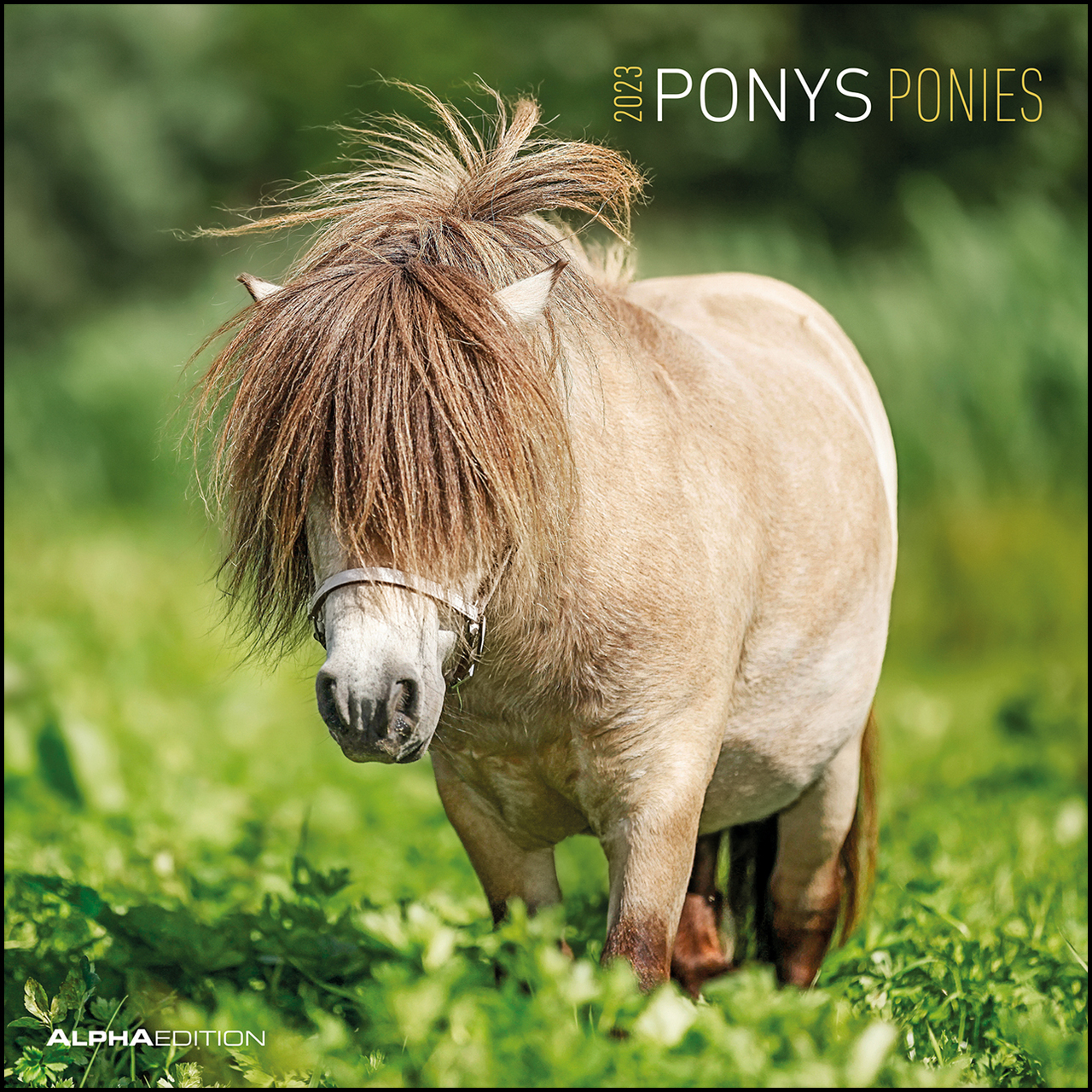 Horses 2022 Pferde und Ponys Broschürenkalender mit Ferienterminen 