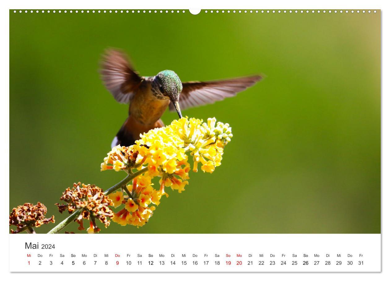 Kolibris - wahre Luftakrobaten (hochwertiger Premium Wandkalender 2024 DIN  A2 quer), Kunstdruck in Hochglanz von Happy Monkey