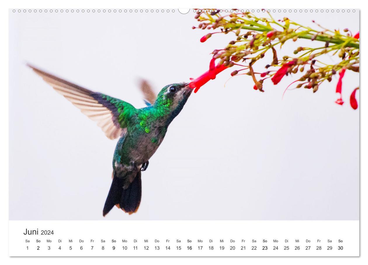 Kolibris - wahre Luftakrobaten (hochwertiger Premium Wandkalender 2024 DIN  A2 quer), Kunstdruck in Hochglanz von Happy Monkey