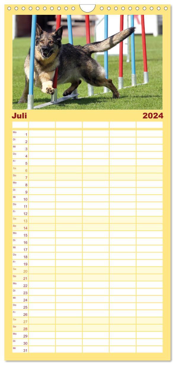 21　HUNDESPORT　Dog　Frisbee　45　von　CALVENDO　cm)　Familienplaner　Rähse　und　Wandkalender,　Spalten　mit　Constanze　2024　Schönstatt-Verlag　Agility　x